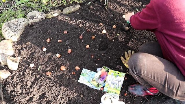 ОСЕННИЕ РАБОТЫ в Калиновке / Посадка чеснока, лука, тюльпанов, мускари, гиацинтов, фритилярии смотреть онлайн