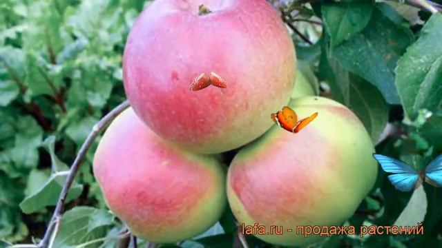 Яблоня карликовая Ковровое (malus kovrovoe) ? Ковровое обзор: как сажать, саженцы яблони Ковровое смотреть онлайн