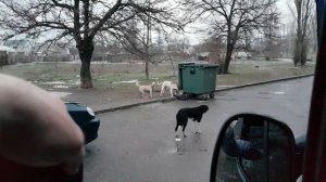 ОТПУГИВАТЕЛЬ СОБАК (испытание)