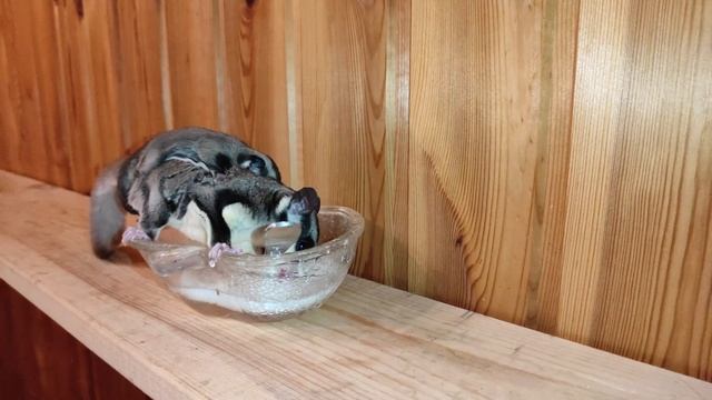 Белка летяга с детенышем смотреть онлайн