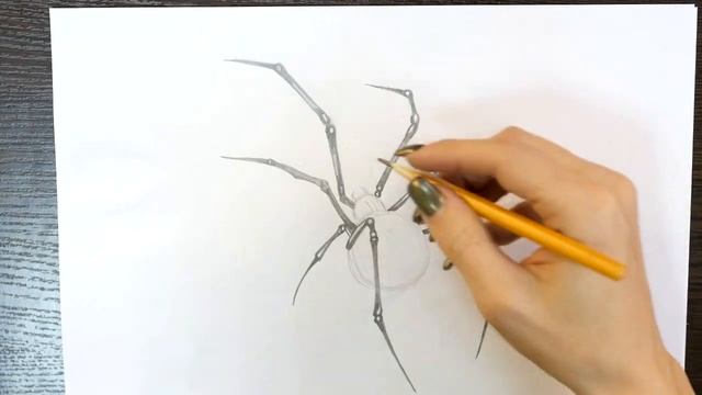 Как нарисовать паука карандашом | Рисунок для начинающих поэтапно смотреть онлайн