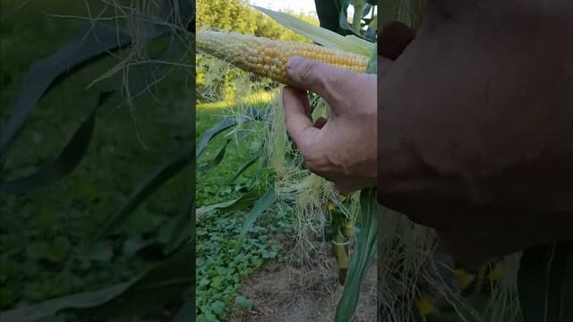 Как понять что кукуруза созрела смотреть онлайн