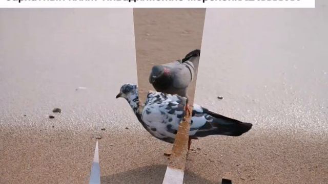 Южно МОРСКОЙ ЛИВАДИЯ.ОТДЫХ В ПРИМОРЬЕ У МОРЯ.89243333737 смотреть онлайн