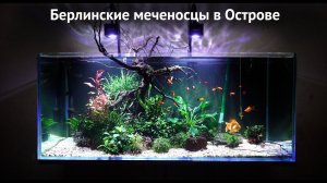 Берлинские меченосцы в Острове