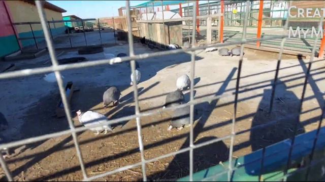 Новый Зоопарк по дороге Хасавюрта. смотреть онлайн