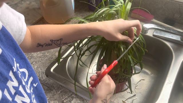 Plant Peace | Relaxing Plant chores смотреть онлайн