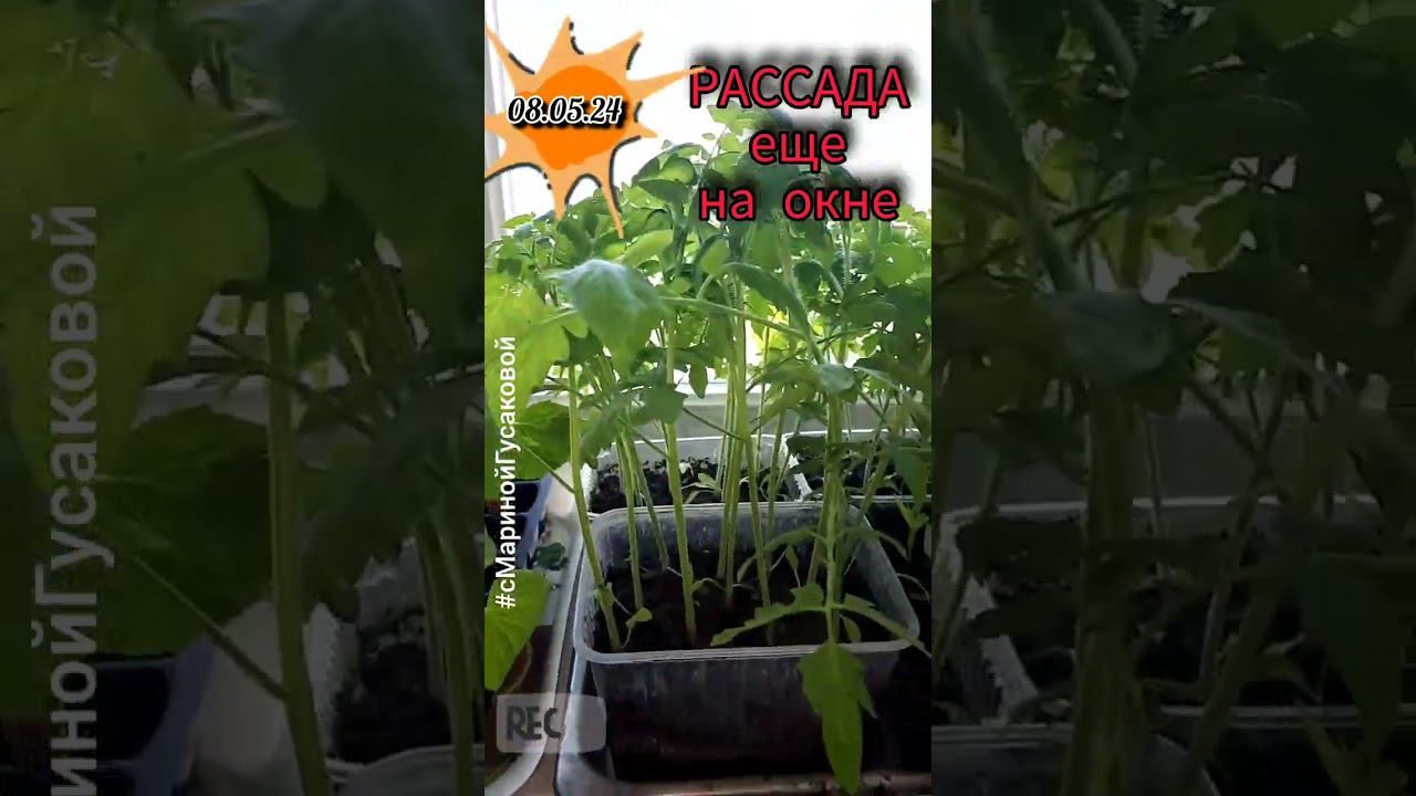 РАССАДОЙ довольна, жду когда будет тепло для высадки в ОТКРЫТЫЙ ГРУНТ | с Мариной Гусаковой смотреть онлайн
