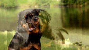 Ротвейлер. Плюсы и минусы, Цена, Как выбрать, Факты, Уход, История