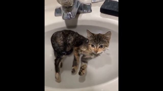 Кот боится мышей))) Опасный Котенок/ Игривые комочки 2021 смотреть онлайн