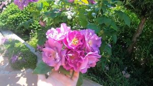 Розы группы шраб. Rhapsody in Blue (Рапсоди ин Блю)