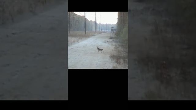 Олень со стальными яйками!! смотреть онлайн