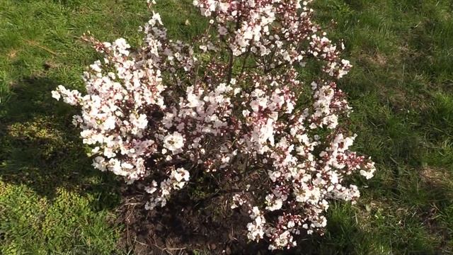ВОЙЛОЧНАЯ или КИТАЙСКАЯ ВИШНЯ (Prunus tomentosa) смотреть онлайн