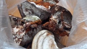 ДЛЯ ЧЕГО НУЖНА ТРИХОДЕРМА? КАК ВЫРАСТИТЬ СВОЮ ТРИХОДЕРМУ. Часть2