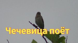 Чечевица на дереве. Чечевица поет. Птицы Сибири. Птицы в пригороде Новосибирска.