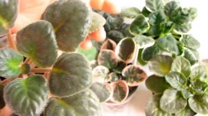 ПОЧЕМУ у фиалок закручиваются листья и серединка? КЛЕЩ. Юлия Датта