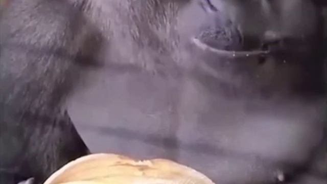 Как правильно есть банан смотреть онлайн