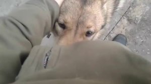 Обучение лайки