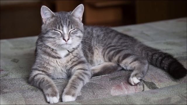 Мурлычет кот. Созерцание и релаксация.