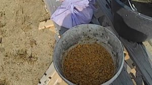 Как сделать бюджетную уловистую прикормку на сазана и карпа.