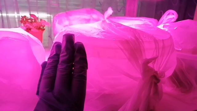 Купили хризантему в магазине. Что делать, чтобы её сохранить? смотреть онлайн