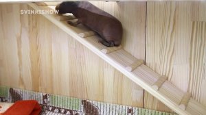 Как Морские Свинки Учились Ходить По Лесенкам / SvinkiShow