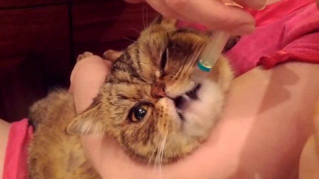 Экзотическая короткошерстная кошка Exotic Shorthair Cat