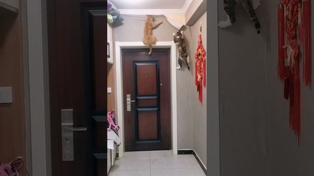 VID_20231102_153108_722.mp4