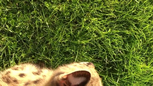 Девочка Сервал питомник SoulCats смотреть онлайн