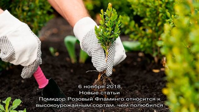 Посадка имбиря в домашних условиях смотреть онлайн