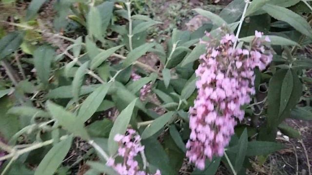 Буддлея. смотреть онлайн