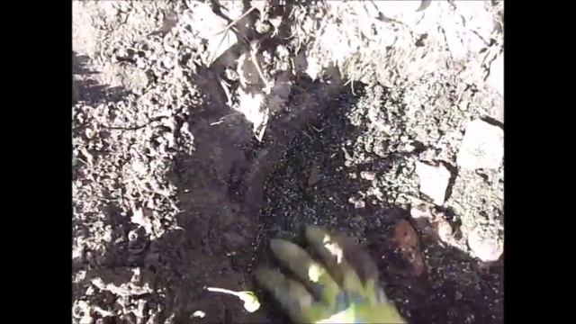 Посадила розу Остина." Джеймс Остин" смотреть онлайн