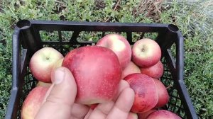 Яблоня сорт раннезимний Ред Делишес