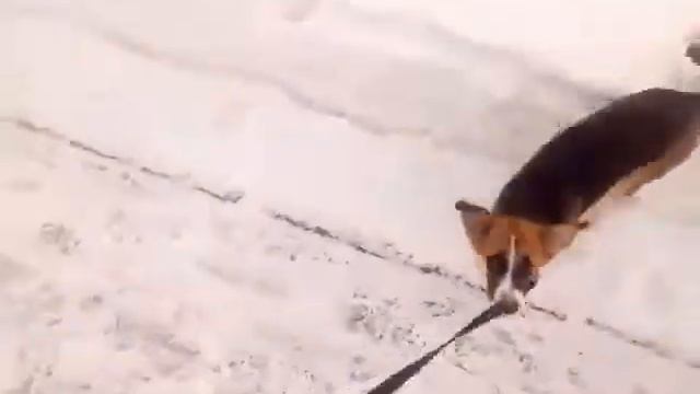 Влог, прогулка собакой: часть 3 смотреть онлайн
