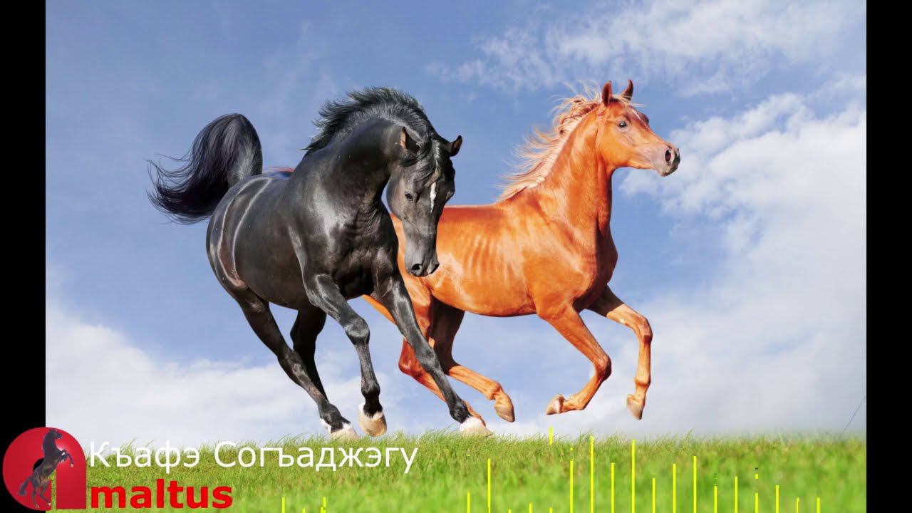 Къафэхэр смотреть онлайн