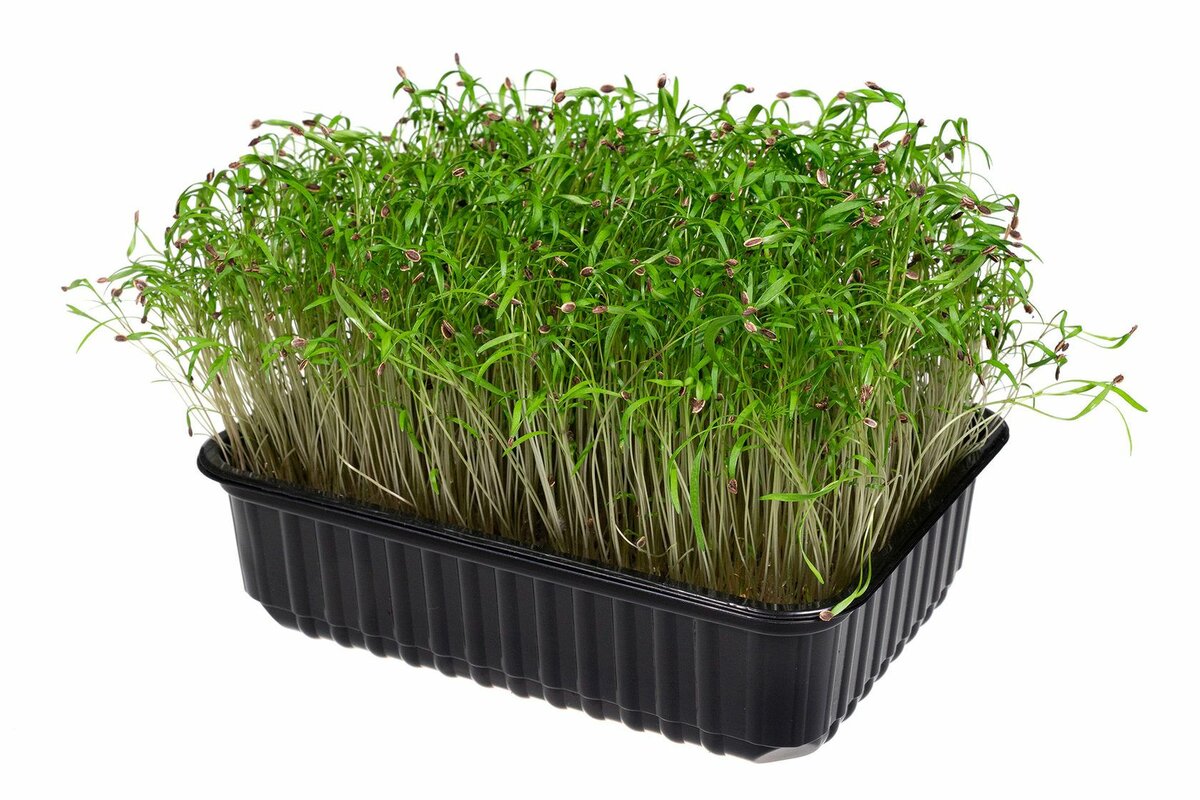 Как вырастить микрозелень укропа смотреть онлайн