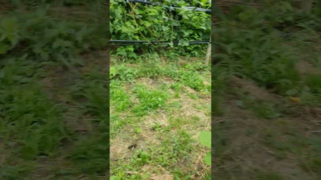 Часть 3 обзор ягоды малины ежевики 17.06.2023 год) смотреть онлайн