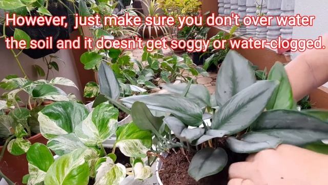 How to Propagate Scindapsus Treubii Moonlight смотреть онлайн