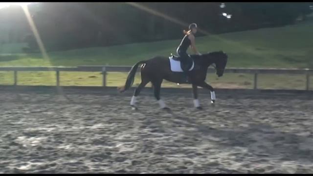 Horse jumping upto 1.60- Classic Crusader and Classic Goldrush смотреть онлайн