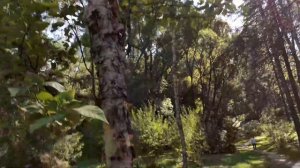 Каменная  береза. Небольшой обзор.