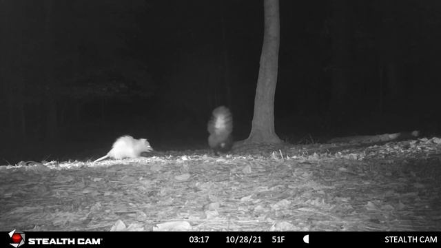 Opossum & A Skunk Become Friends #shorts смотреть онлайн