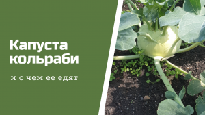 Капуста кольраби: как она растет, с чем ее едят и какая от нее польза