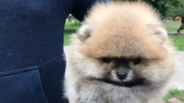 Мальчик на продажу микро Шпиц&CO смотреть онлайн