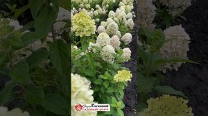 Одна из наших любимиц - гортензия сорта Селекшн