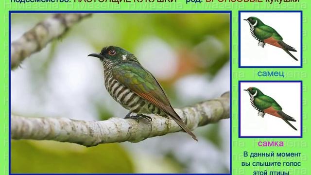 Кукушка бронзовая. Голоса птиц смотреть онлайн