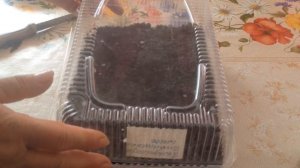 Гибискус сирийский, садовый, древовидный. Размножение семенами.