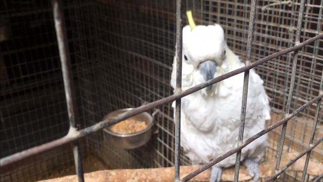 Анапа.Контактный зоопарк.Кенгуру.Говорящий попугай и белка-стрелка смотреть онлайн