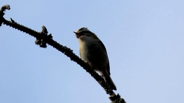 986. Králíček ohnivý, Common Firecrest, Sommergoldhähnchen, Красноголовый королёк, Zniczek zwyczajn смотреть онлайн