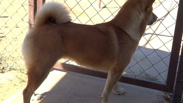 сиба-ину смотреть онлайн