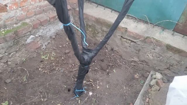 Укрытие инжира в зиму