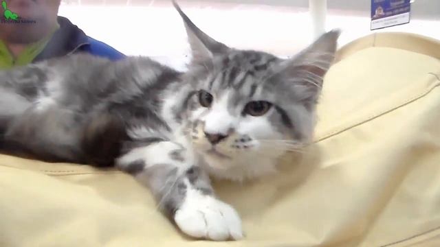 Мейн Кун - Красивый Игривый Котенок на Выставке Кошек | ПОРОДЫ КОШЕК смотреть онлайн